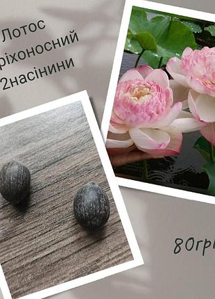 Семена лотоса орехоносного 2 шт набор