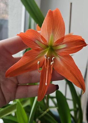 Гиппеаструм комнатный луковичный цветок salmon pearl сальмон перл