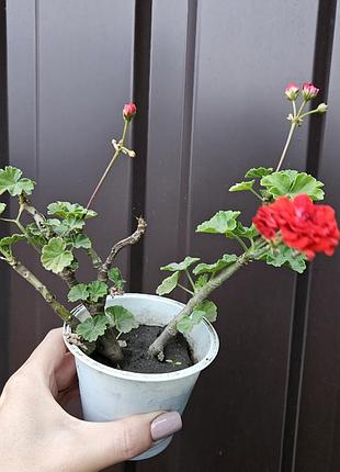 Пеларгонія герань розебудна червона вкорінена