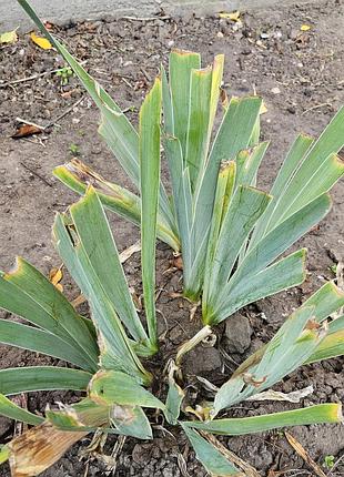 Іриси садові петельки шоколадні фіолетові