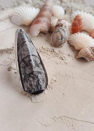 Ортоцерас кільце крапля. розмір 17 . перстень з ортоцерасу. індія.