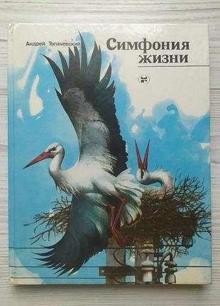 Андрей топачевский. симфония жизни