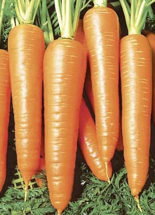 Насіння морква віта лонга (euroseeds) – 15 г.