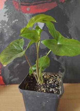 Продам комнатное растение, согноним, 2