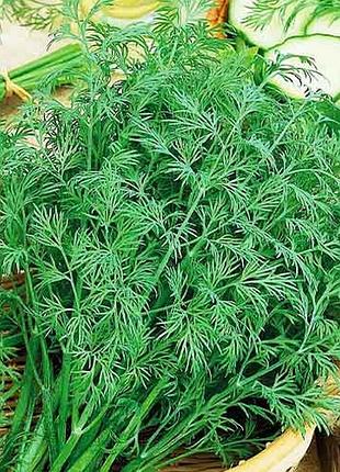 Насіння кропу алигатор tm gl seeds 3 г