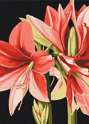 Амариліс © anastasiia osmolovska