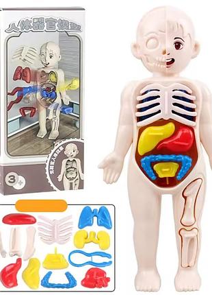 Анатомическая модель тела человека 3 d пазл обучающая игрушка для детей 18 см разноцветный