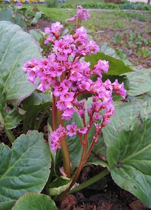 3 шт 220 грн! бадан квітучий вічнозелений bergenia