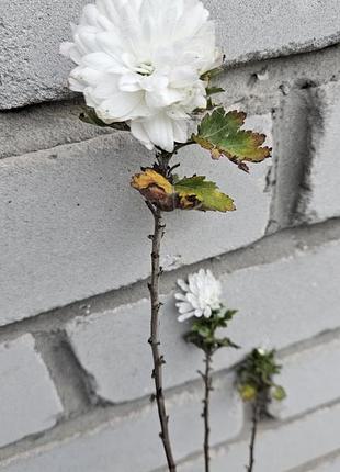 Хризантема біла осіння садова квітка