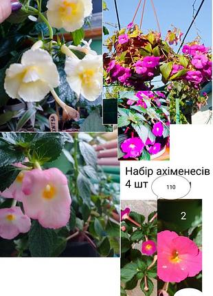 Набор эхимессов