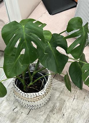 Монстера деліціоза (дві рослини в горщику)