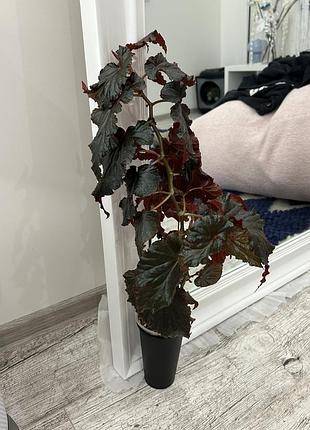 Кімнатна рослина бегонія arabian sunset