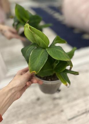 Кімнатна рослина банан