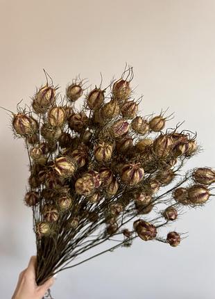 Нігела дамаська сухоцвіт натуральний / декоративний сухоцвіт