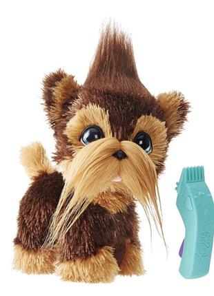 Песик з зачісками,  загублений улюбленець