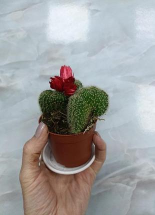 Кактус із сухоцвітом