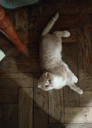 Висловухий котик