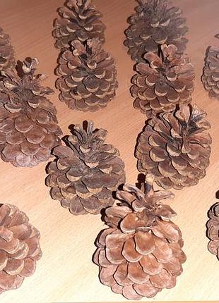 Шишки елочные для рукоделия, декора. внимательно читайте условия переселки!