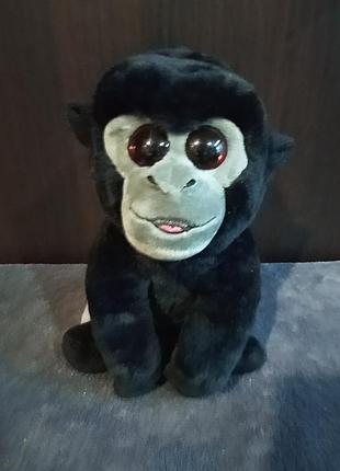 Обезьяна, горилла, bo, глазастик, ty