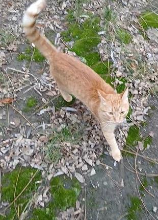 Рыжий кот с рыжыми глазками.6 мес. бесплатно