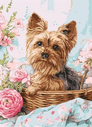 Картина за номерами "йорк в кошику" ©art_selena_ua kho6797, 40х40 см
