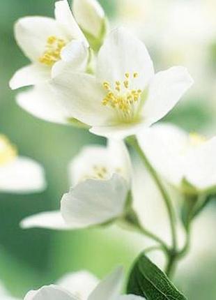 Жасмин 30 грамм