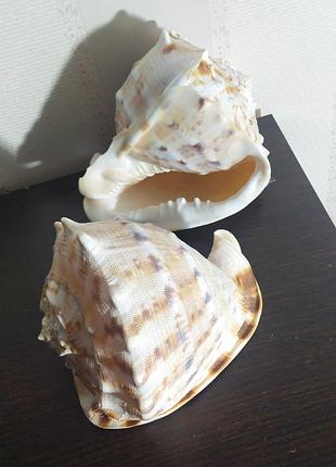 Океанічна натуральна мушля кассис корнута (cassis cornuta). висота 17 см. ширина 14см,  700 грн за шт.