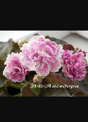 Фиалка ле-айседора
