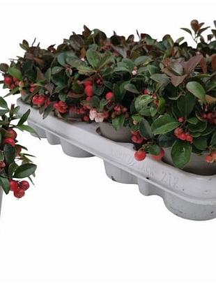 Гаультерия прокумбенс (gaultheria procumbens)