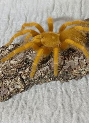 Дубовая кора для террариума — идеальная среда для пауков и других питомцев