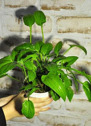 Дріміопсис плямистий
африканська хоста
кімнатні рослини