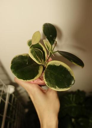 Хойя блонді | hoya blondie