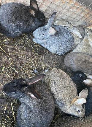 Продам кроликів