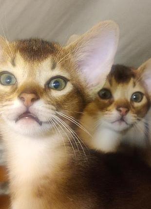 Абисинский котенок