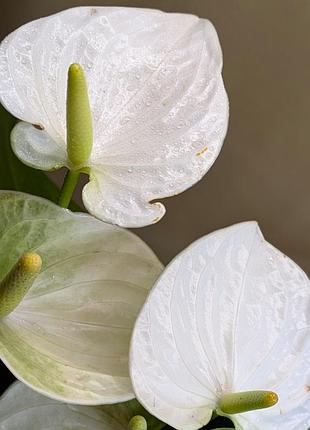 Антуриум белый кокос coconut с цветами и без / антуриум бежающий с цветами и без