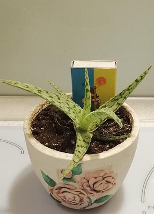 Алой рауха aloe rauhii 3