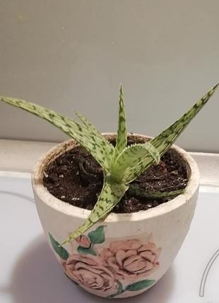 Алой рауха aloe rauhii 2