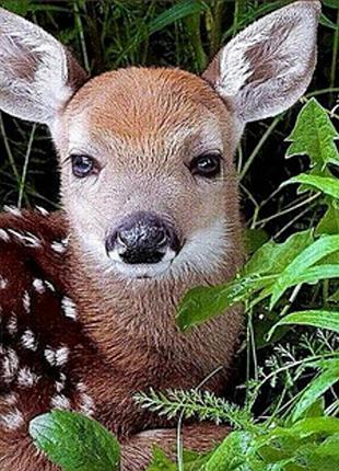 Алмазная мозаика "детеныш косули" heg86027 30х40 см