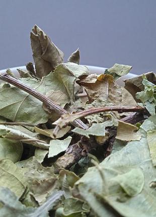 5 кг дуб листя quercus robur 4