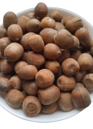Жолудь червоний плоди сушені quercus rubra 5 кг