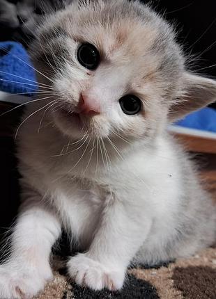 Віддамо триколірну кицю в добрі руки