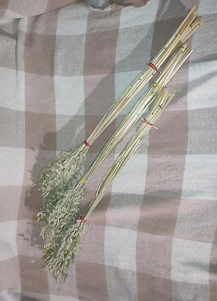 Овес сухоцвет