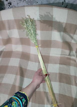 Овес сухоцвет 70 см