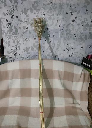 Овес сухоцвет 120 см