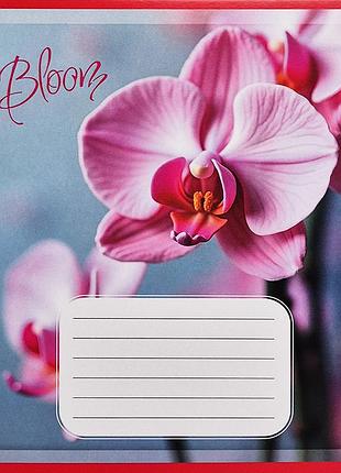 Зошит учнівський "орхідеї" 018-530261k-1 в клітинку, 18 аркушів