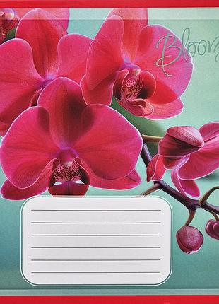 Зошит учнівський "орхідеї" 018-530261k-5 в клітинку, 18 аркушів