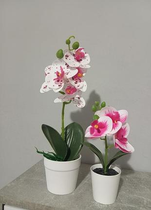 Набор 250 грн латексная орхидея