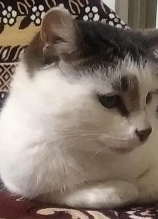 Кіт в добрі руки