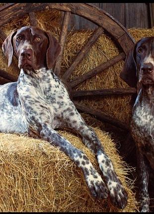 Соломенное сено натуральный утеплитель в будку вольер собакам  котам теплый наполнитель настила для лежаков домашним животным сено солома в будки