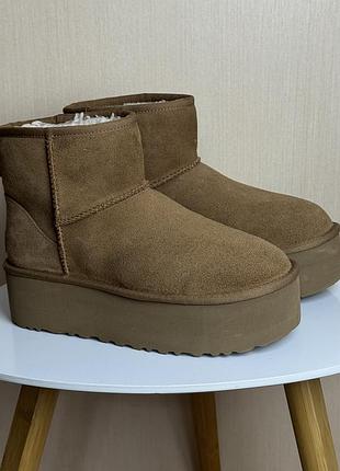 Женские угги ugg classic mini platform chestnut замша коричневый 1134991-che